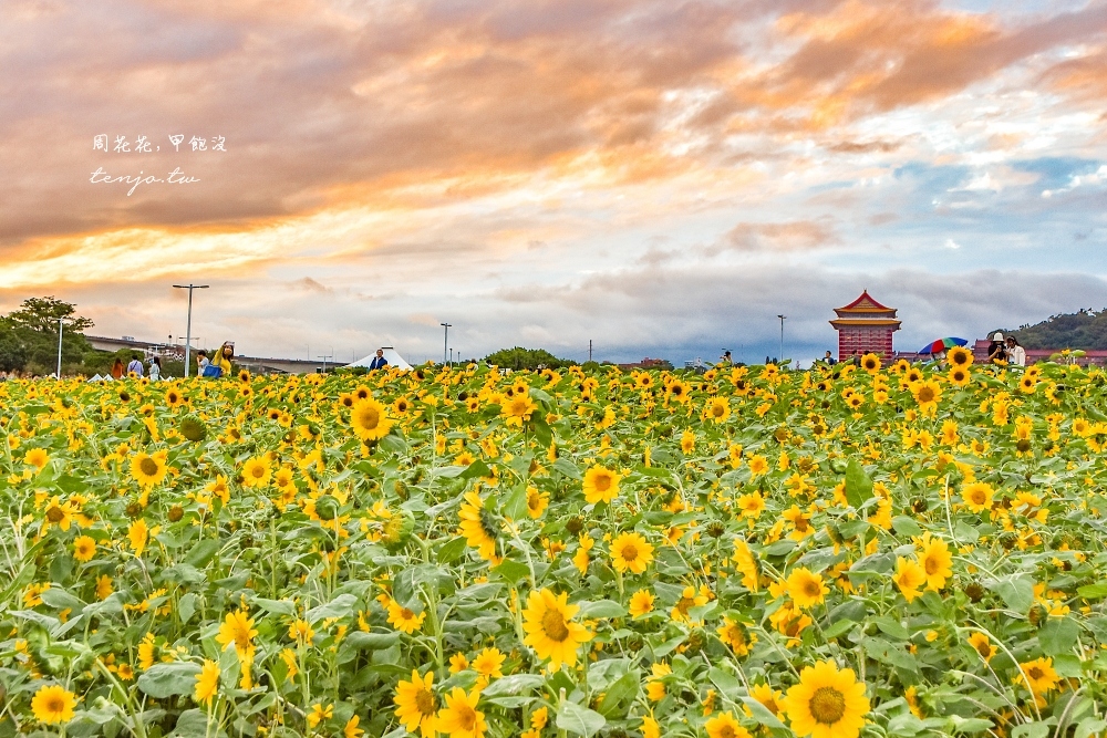 【台北賞花景點】大佳河濱公園 16萬盆向日葵花海金黃盛開中！免門票免費拍照可騎腳踏車 @周花花，甲飽沒