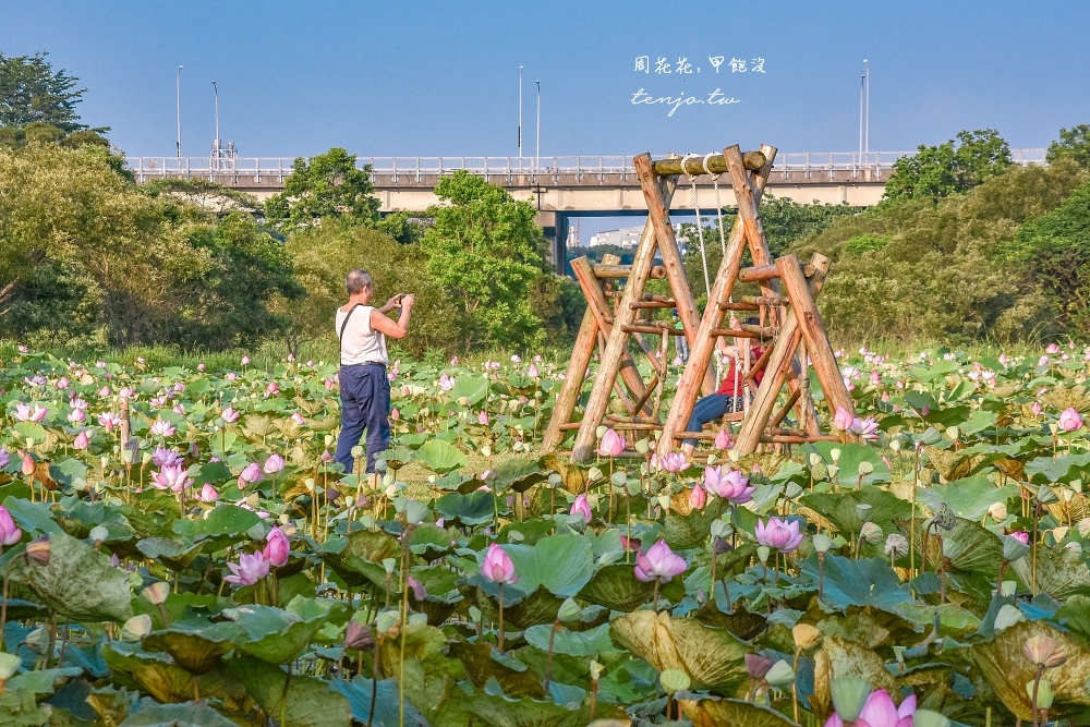 【新北樹林景點】山佳荷花池 免門票免費景點！滿池荷花季節盛開中漂流木裝置藝術超好拍