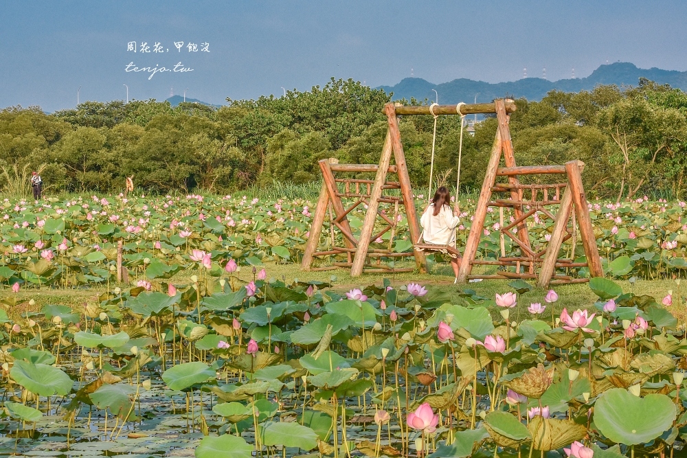 【新北樹林景點】山佳荷花池 免門票免費景點！滿池荷花季節盛開中漂流木裝置藝術超好拍 @周花花，甲飽沒