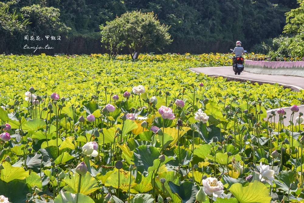 【新北三芝景點】山豬堀荷花田 私人種植佛心免費開放！馬偕醫學院旁賞花秘境景點推薦 @周花花，甲飽沒