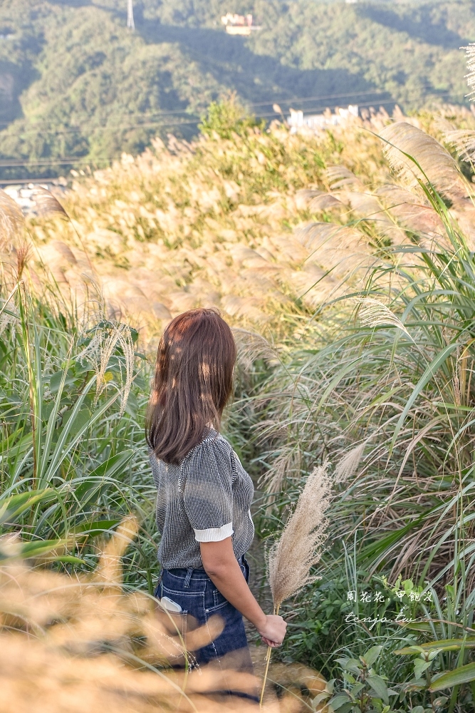 【新北樹林景點】三角埔頂山芒草 季節限定白芒花！交通入口資訊、夕陽夜景台北芒草推薦