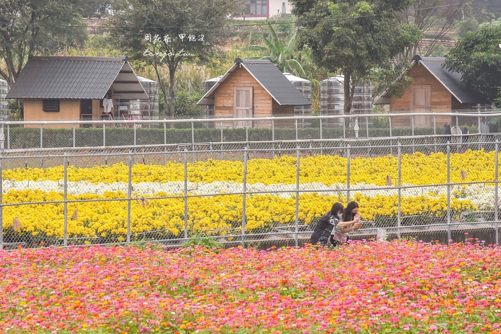 【苗栗銅鑼景點】2022銅鑼杭菊生活節 花季時間、火車開車停車交通路線一日遊行程建議 @周花花，甲飽沒