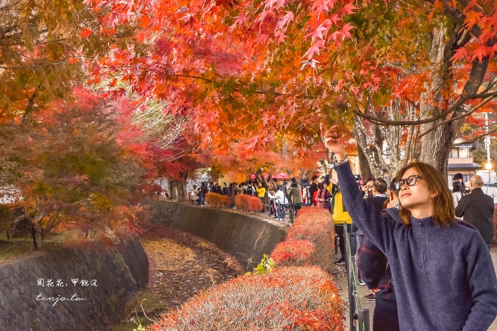 【富士山楓葉景點】河口湖紅葉迴廊 漫步紅葉隧道夜間點燈超浪漫！紅葉祭賞楓怎麼去交通