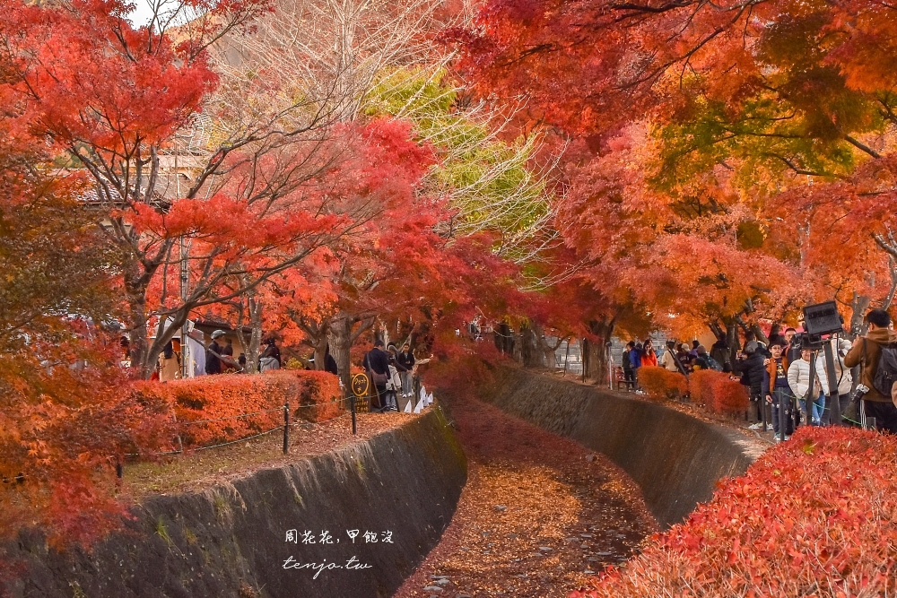 【富士山楓葉景點】河口湖紅葉迴廊 漫步紅葉隧道夜間點燈超浪漫！紅葉祭賞楓怎麼去交通