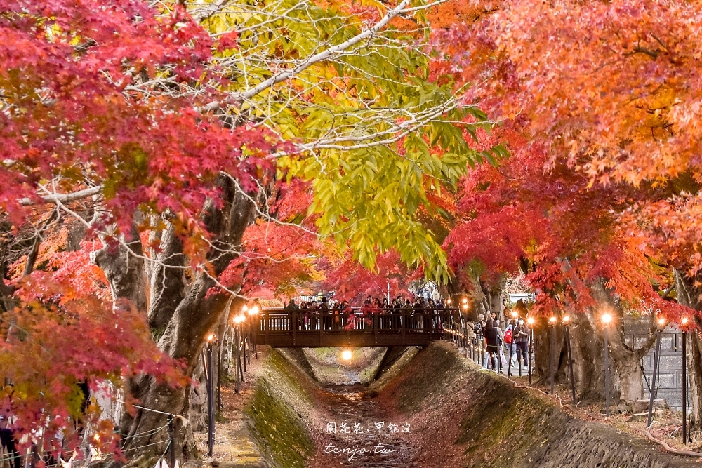 【富士山楓葉景點】河口湖紅葉迴廊 漫步紅葉隧道夜間點燈超浪漫！紅葉祭賞楓怎麼去交通