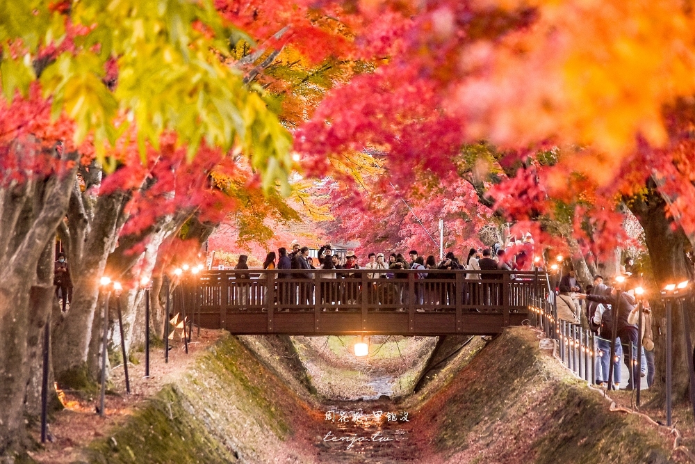 【富士山楓葉景點】河口湖紅葉迴廊 漫步紅葉隧道夜間點燈超浪漫！紅葉祭賞楓怎麼去交通