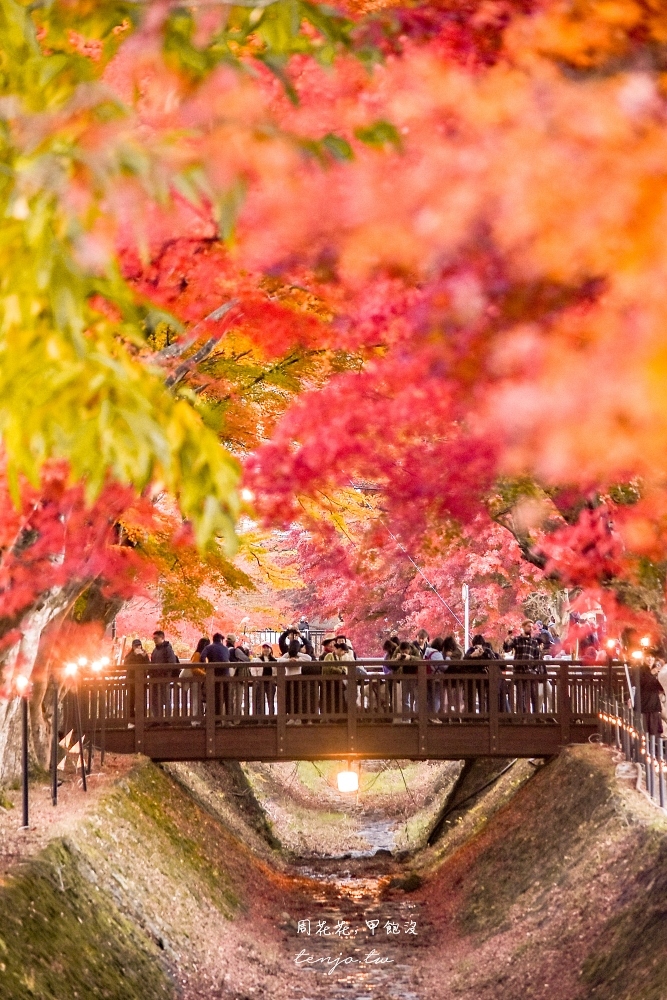 【富士山楓葉景點】河口湖紅葉迴廊 漫步紅葉隧道夜間點燈超浪漫！紅葉祭賞楓怎麼去交通