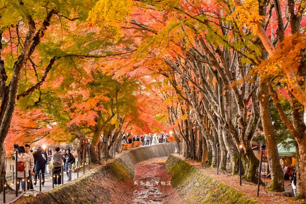 【富士山楓葉景點】河口湖紅葉迴廊 漫步紅葉隧道夜間點燈超浪漫！紅葉祭賞楓怎麼去交通