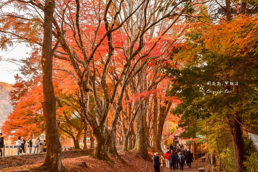 【富士山楓葉景點】河口湖紅葉迴廊 漫步紅葉隧道夜間點燈超浪漫！紅葉祭賞楓怎麼去交通