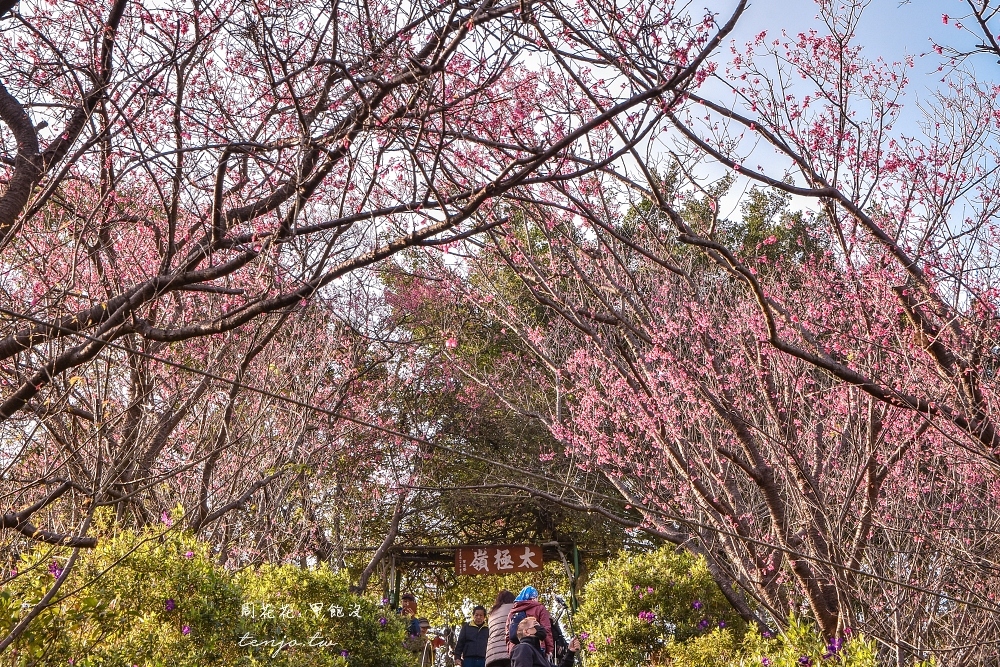 【新北賞櫻秘境】土城太極嶺步道 賞櫻花桐花景點推薦！登山健行來回一小時內輕鬆搞定