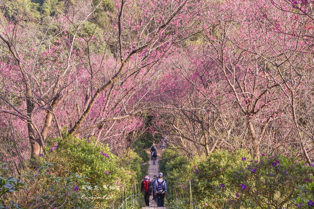 【新北賞櫻秘境】土城太極嶺步道 賞櫻花桐花景點推薦！登山健行來回一小時內輕鬆搞定 @周花花，甲飽沒