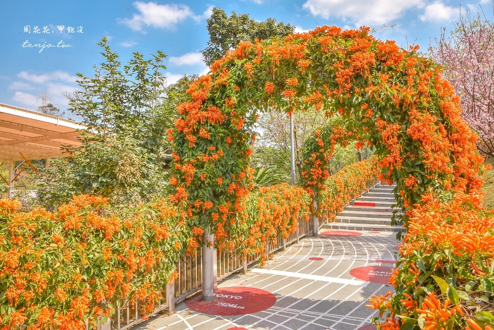 【新北鶯歌景點】鶯歌永吉公園炮仗花櫻花盛開中！怎麼去交通停車場公車捷運資訊整理 @周花花，甲飽沒