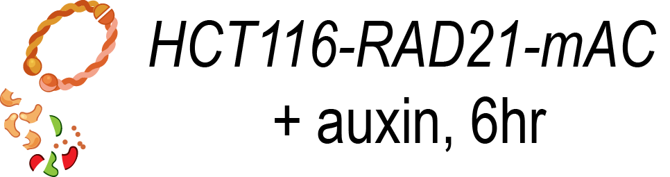 6hr Auxin Treated