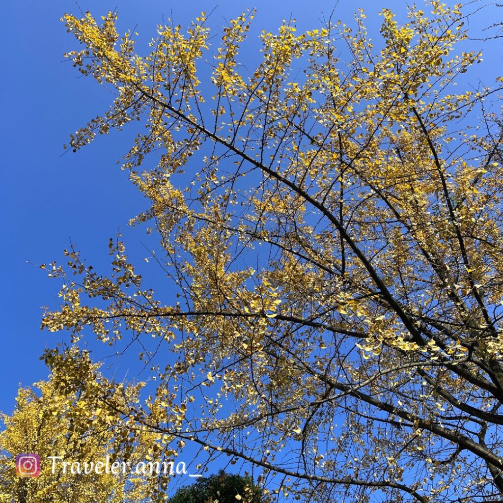 都江堰│四川成都．流傳兩千餘年的天府之國．千年奇蹟世界水利文化的鼻祖_Traveleranna