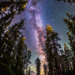 Milky Way Through Trees