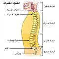 العمود الفقري.