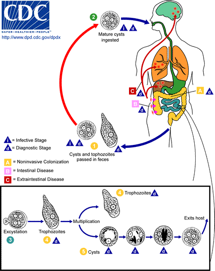 Entamoeba histolyticas livscyklus