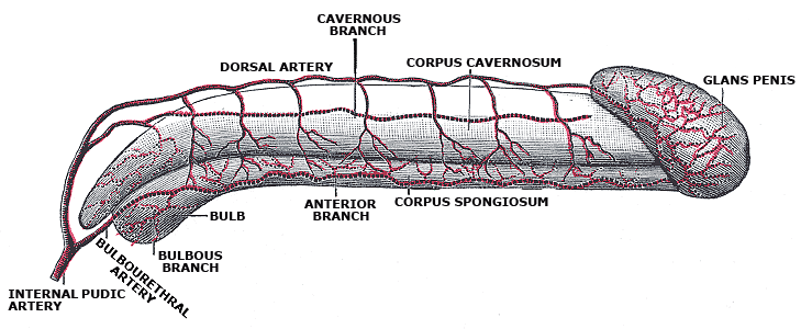 Diagramme des artères du pénis