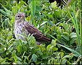 Water pipit Anthus spinoletta