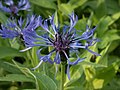 Brdski različak (Centaurea montana)