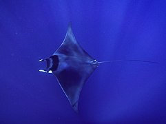 Une raie mobula (Mobula mobular)