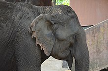 A Female elephant at Dalma wildlife sanctuary