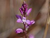 Lewton's Polygala