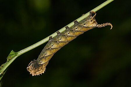 Death's-head hawkmoth