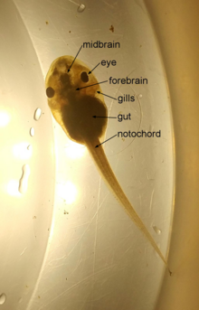 Anatomy of a Wood frog tadpole