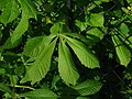 Handförmiges Blatt der Rosskastanie