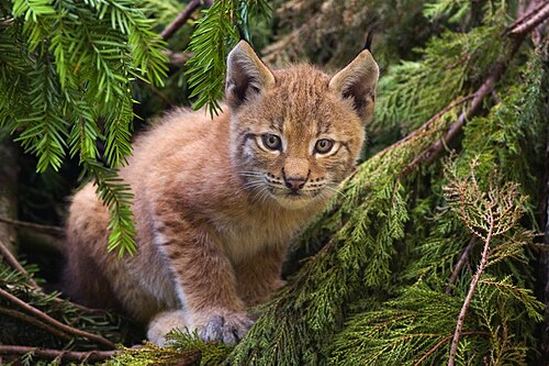 Luchs-Baby