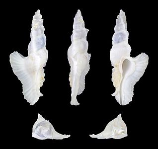 Five views of a shell of a Club Murex, Pterynotus elongatus