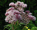 Eupatoire à feuilles de chanvre (Eupatorium cannabinum).