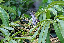 Juvenile great-cuckoo dove, with splotchy brown-and-white plumage