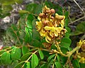 Mato de playa (Caesalpinia bonduc)