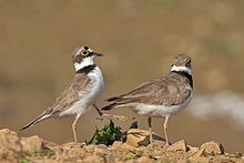 Mating, the male bird hits the cloaca of the female bird