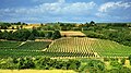 Vineyards in Fruška Gora, near Sremski Karlovci