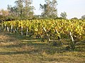 Vignoble en Vendée