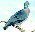 Stock pigeon Columba oenas