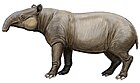 Tapirus augustus