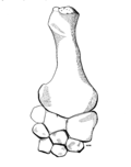 Palette natatoire avant du spécimen holotype de Tatenectes laramiensis.