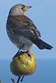 Fieldfare Turdus pilaris