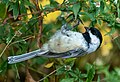 Black-capped chickadee