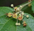 Guácima (Guazuma ulmifolia)