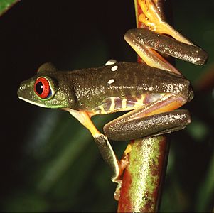 ♀ Agalychnis callidryas (Red-eyed Treefrog)