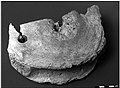 Cervical Vertebra / Individual from the NW Mediterranean, Pre-Roman (Iberian) Epoch. (Matthias Macé 2003)