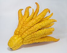 a yellow citrus fruit with several finger-like sections