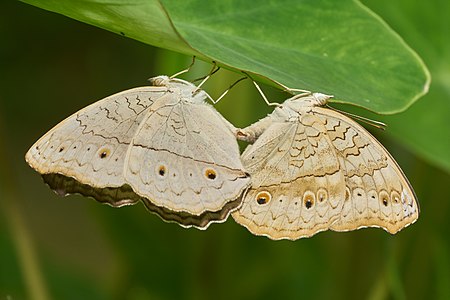 Junonia atlites (Grey Pansy) mating pair