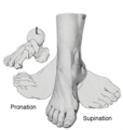 Supination and pronation of the foot