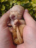 Chihuahua puppy